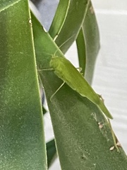 Tettigoniidae