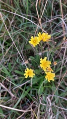 Scorzoneroides autumnalis
