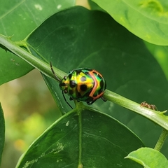 Chrysocoris stollii