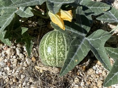 Cucurbita palmata
