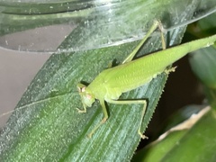 Tettigoniidae