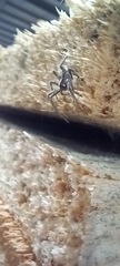 Pisaura mirabilis