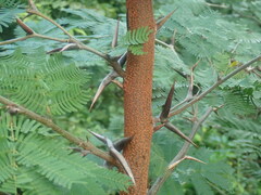 Vachellia cornigera