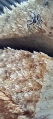 Pisaura mirabilis