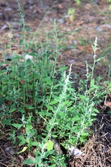 Chenopodium striatiforme