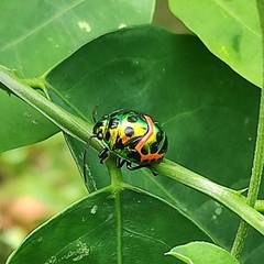 Chrysocoris stollii