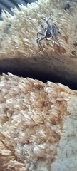 Pisaura mirabilis