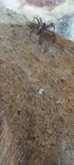 Pisaura mirabilis