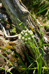 Oenantheae