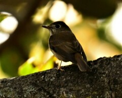 Muscicapa muttui