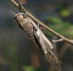 Locusta migratoria cinerascens