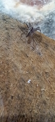 Pisaura mirabilis