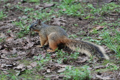 Sciurus nayaritensis