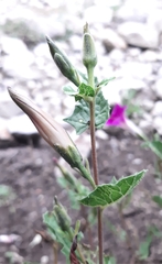 Ipomoea stans