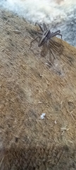Pisaura mirabilis