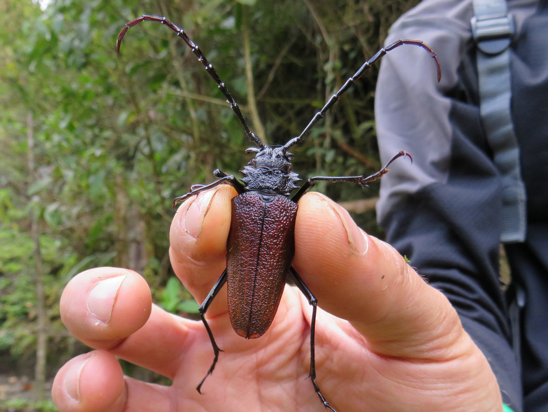 Psalidognathus onorei