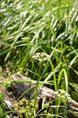 Oenantheae