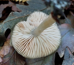 Mycena galericulata
