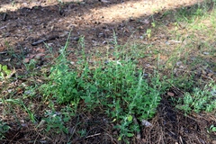 Chenopodium striatiforme