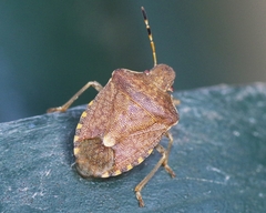 Peribalus strictus