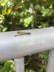Argia fumipennis