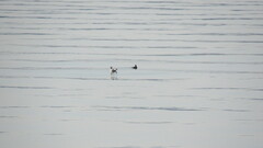 Cerorhinca monocerata