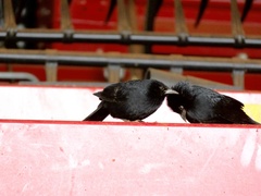 Gnorimopsar chopi