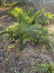Phoenix canariensis