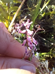Cysticapnos cracca