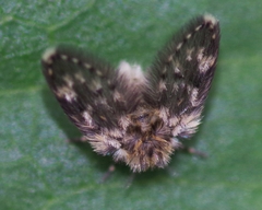 Psychodidae