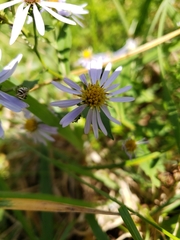 Symphyotrichum prenanthoides