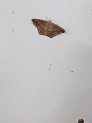 Prochoerodes lineola