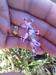 Cysticapnos cracca