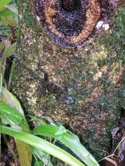 Anolis schiedii