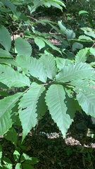 Castanea dentata
