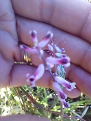 Cysticapnos cracca