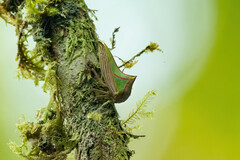 Umbonia spinosa