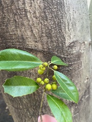 Ilex
