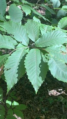Castanea dentata