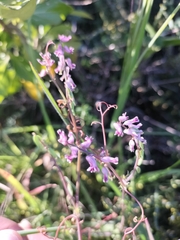 Cysticapnos cracca