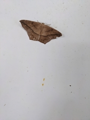 Prochoerodes lineola