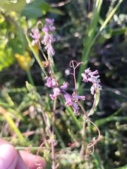 Cysticapnos cracca