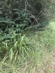 Tripsacum dactyloides