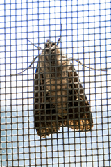 Apamea monoglypha