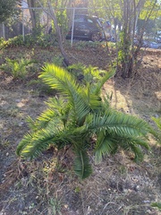 Phoenix canariensis