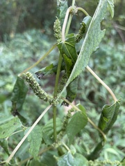 Boehmeria cylindrica