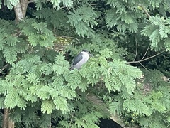 Nycticorax nycticorax nycticorax