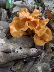 Craterellus ignicolor