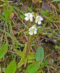 Pinguicula alpina