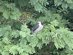 Nycticorax nycticorax nycticorax